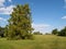 Evergreen tree in a park