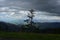 Evergreen Tree Silhouetted in the Blue Ridge Mountains