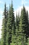 Evergreen trees