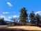 Evergreen trees against blue sky