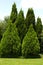 Evergreen trees in green yard