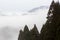 Evergreen trees with mountain fog background