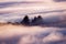 Evergreen trees rising above a sea of clouds in Santa Cruz mountains, San Francisco bay area, California