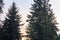 evergreen trees standing tall against dusk sky