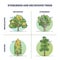 Evergreen trees vs deciduous plants with seasonal leaves outline diagram