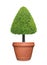 Evergreen triangle shape trimmed topiary tree in terracotta pot container isolated on white background for formal Japanese and Eng
