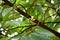 Evergreen tropical flowerin tree in family Annonaceae