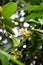Evergreen tropical flowerin tree in family Annonaceae