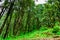 Evergreen tropical rainforest where trees covered with moss in  lesser himalayas peaks enroute prashat lake hiking trail near