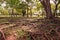 Evergreen tropical tree decoration in the park, ficus root cover the ground