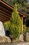 Evergreen, undersized cypress Cupressus macrocarpa `Goldcrest` growing in the garden close-up