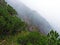 Evergreen vegetation and rarely low coniferous shrubs on the slopes of the Liechtenstein Alps - Schaan, Liechtenstein