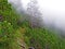 Evergreen vegetation and rarely low coniferous shrubs on the slopes of the Liechtenstein Alps - Schaan, Liechtenstein