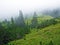 Evergreen vegetation and rarely low coniferous shrubs on the slopes of the Liechtenstein Alps - Schaan, Liechtenstein