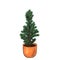 Evergreen young fir tree in the pot. Buy little growing Christmas tree , decorate and play, then plant it. Think about