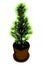 Evergreen young fir tree in the pot. Buy little growing Christmas tree , decorate and play, then plant it. Think about