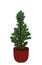 Evergreen young fir tree in the pot. Buy little growing Christmas tree , decorate and play, then plant it. Think about