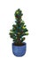 Evergreen young fir tree in pot. Potted growing Christmas plant with colorful sparkling lights. Decorated little pine in