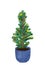 Evergreen young fir tree in pot. Potted growing Christmas plant with colorful sparkling lights. Decorated little pine in