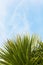 Evergreen yucca tree leaves against blue sky