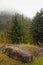 Evergreens, Autumn, Great Smoky Mountains