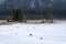 Evergreens and dead tree stumps frozen in Goat Pond, Kananaskis Country, Alberta