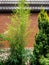 Evergreens are graceful green bamboo Phyllostachys aureosulcata and yew Taxus baccata Fastigiata Aurea on a brick wall background