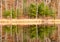 Evergreens, leaf drop trees, reeds and reflections on pond and Fall color