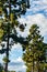 Evergreens with panaramic view of sky with nimbus, cumulous clouds