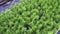 Evergreens and thuja standing in rows in a greenhouse in a nursery for growing and selling seedlings