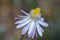 Everlasting daisy flowers, Xerochrysum bracteatum. Also known as the paper daisies and strawflowers.