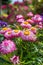 Everlasting Flower Xerochrysum Bracteatum Flower in Garden