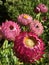 Everlasting flowers. Pink and red flower blossoming, Vertical photo image.