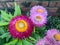 Everlasting flowers. red and pink flower blossoming next to the brick wall.