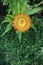 Everlasting flowers. Yellow flower blossoming, Vertical photo image.