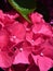 Everlasting Revolution Hydrangea - The Deep Pink Phase