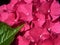 Everlasting Revolution Hydrangea - The Deep Pink Phase I