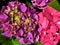 Everlasting Revolution Hydrangea - The Dusty Pink and Pastel Lilac Phase II