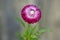 Everlasting Single Strawflower