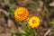 Everlasting or straw flower & x28; helichrysum bracteatum willd & x29; bl