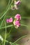 Everlasting sweet pea lathyrus latifolius flowers