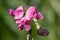 Everlasting sweet pea lathyrus latifolius flowers