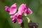 Everlasting sweet pea lathyrus latifolius flowers