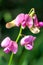 Everlasting sweet pea lathyrus latifolius flowers