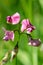 Everlasting sweet pea lathyrus latifolius flowers