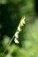 Everlasting sweet pea lathyrus latifolius flowers