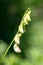 Everlasting sweet pea lathyrus latifolius flowers