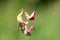 Everlasting sweet pea lathyrus latifolius flowers