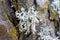 Evernia prunastri, oakmoss, lichen on branch