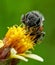 every morning worker bees collect nectar on my terrace